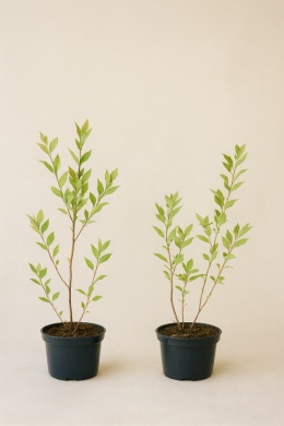 Borówka amerykańska TORO | 2-letnia | Doniczka 1,5 Litra | 45cm