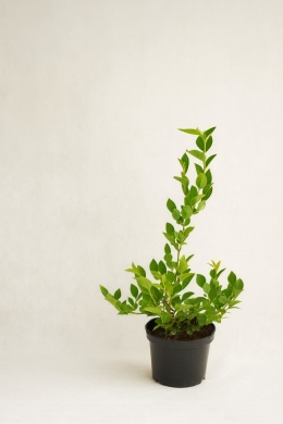 Borówka amerykańska BLUEGOLD | 2-letnia | Doniczka 1,5 Litra | 45cm