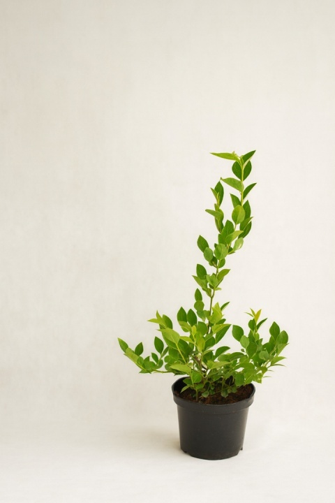 Borówka amerykańska BLUEGOLD | 2-letnia | Doniczka 1,5 Litra | 45cm