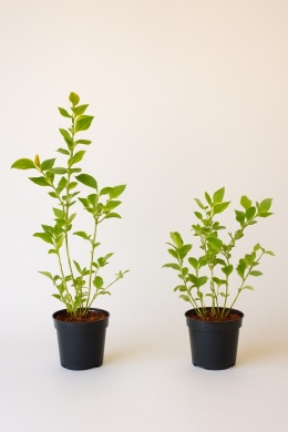 Borówka amerykańska BLUECROP | 2-letnia | Doniczka 1,5 Litra | 45cm