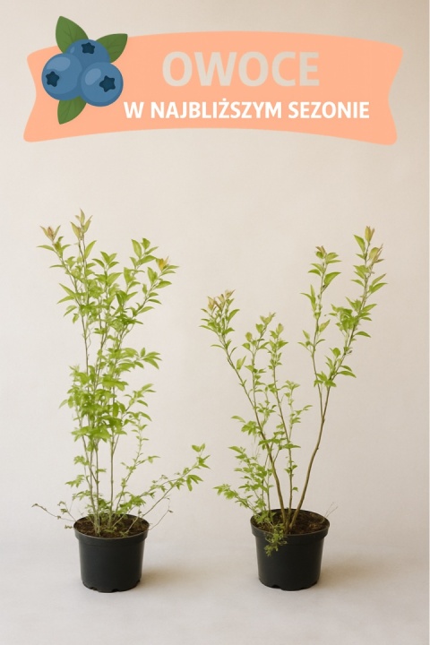 Borówka amerykańska BLUECROP | 3-letnia | Doniczka 2 Litry | 70cm