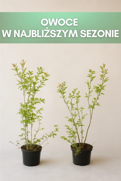 Borówka amerykańska BLUECROP | 3-letnia | Doniczka 1,5 Litra | 60cm