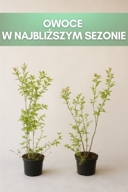 Borówka amerykańska BLUECROP | 3-letnia | Doniczka 2 Litry | 70cm