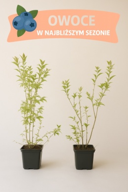 Borówka amerykańska BLUECROP | 3-letnia | Doniczka P9 0,5 Litra | 45cm