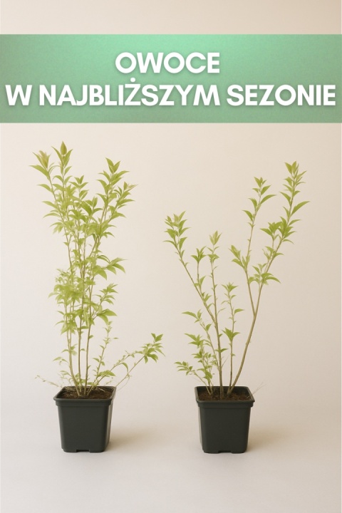 Borówka amerykańska BLUECROP | 3-letnia | Doniczka P9 0,5 Litra | 45cm