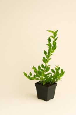 Borówka amerykańska BLUEGOLD | 2-letnia | Doniczka P9 0,5 Litra | 30cm