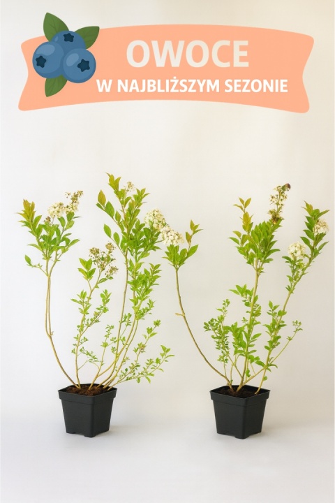 Borówka amerykańska BLUEGOLD | 3-letnia | Doniczka P9 0,5 Litra | 45cm