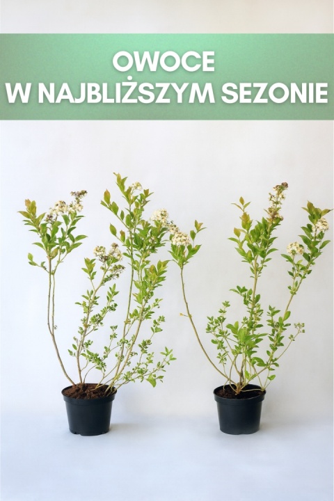 Borówka amerykańska BLUEGOLD | 3-letnia | Doniczka 1,5 Litra | 60cm