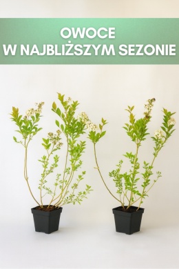 Borówka amerykańska BLUEGOLD | 3-letnia | Doniczka P9 0,5 Litra | 45cm