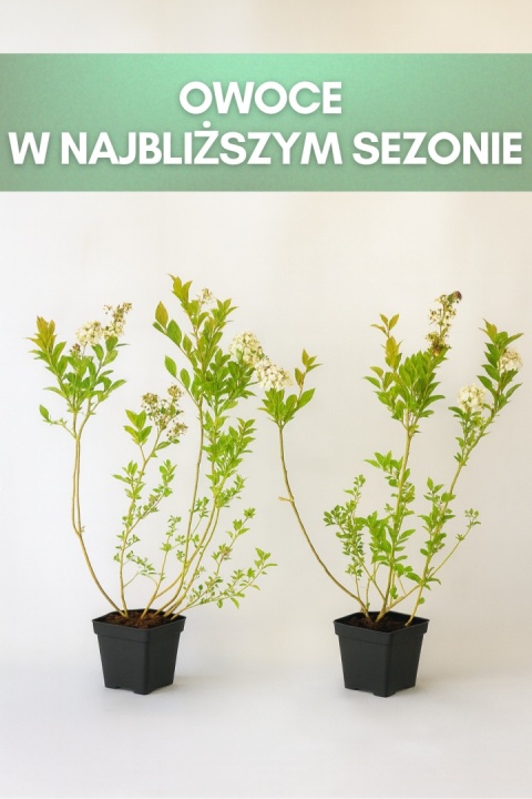 Borówka amerykańska BLUEGOLD | 3-letnia | Doniczka P9 0,5 Litra | 45cm