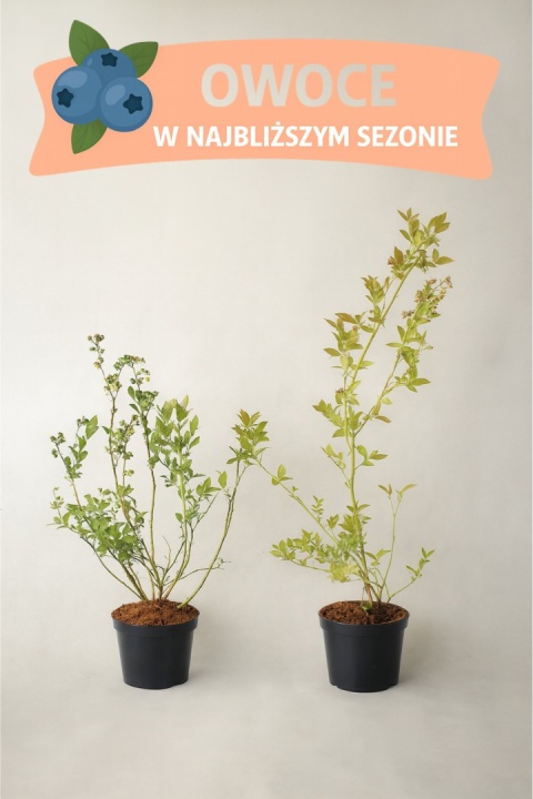 Borówka amerykańska BLUEJAY | 3-letnia | Doniczka 2 Litry | 70cm