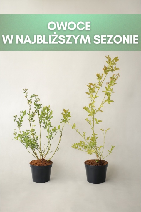 Borówka amerykańska BLUEJAY | 3-letnia | Doniczka 1,5 Litra | 60cm