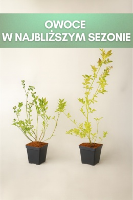Borówka amerykańska BLUEJAY | 3-letnia | Doniczka P9 0,5 Litra | 45cm