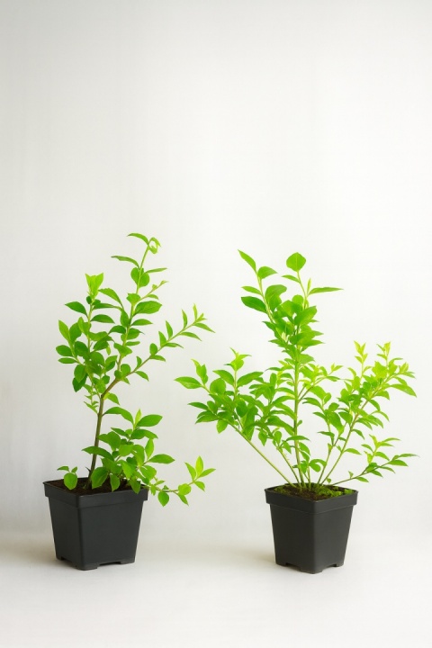 Borówka amerykańska BONUS | 2-letnia | Doniczka p9 0,5 Litra | 30cm