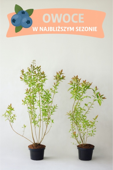 Borówka amerykańska BONUS | 3-letnia | Doniczka 1,5 Litra | 60cm