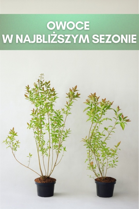 Borówka amerykańska BONUS | 3-letnia | Doniczka 1,5 Litra | 60cm