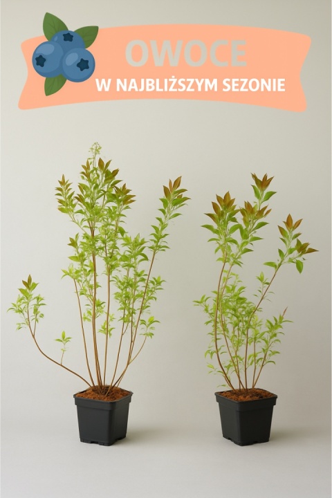 Borówka amerykańska BONUS | 3-letnia | Doniczka P9 0,5 Litra | 45cm