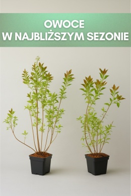 Borówka amerykańska BONUS | 3-letnia | Doniczka P9 0,5 Litra | 45cm