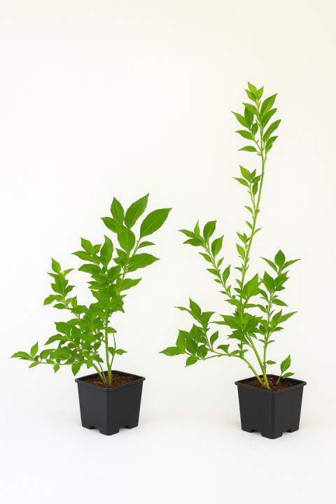 Borówka amerykańska BRIGITTA BLUE | 2-letnia | Doniczka P9 0,5 Litra | 30cm