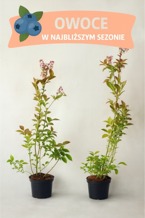 Borówka amerykańska BRIGITTA BLUE | 3-letnia | Doniczka 1,5 Litra | 60cm