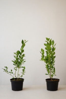 Borówka amerykańska ELIOT | 2-letnia | Doniczka 1,5 Litra | 45cm