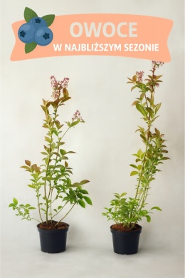 Borówka amerykańska BRIGITTA BLUE | 3-letnia | Doniczka 2 Litry | 70cm