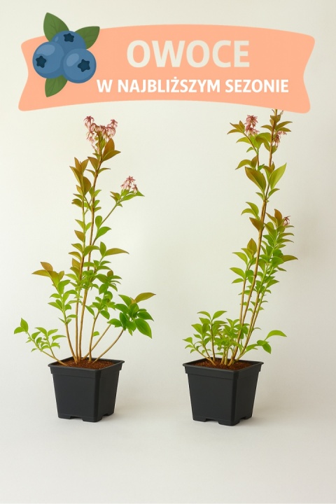 Borówka amerykańska BRIGITTA BLUE | 3-letnia | Doniczka P9 0,5 Litra | 45cm