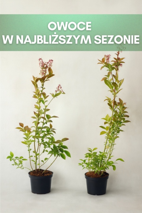 Borówka amerykańska BRIGITTA BLUE | 3-letnia | Doniczka 2 Litry | 70cm