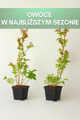 Borówka amerykańska BRIGITTA BLUE | 3-letnia | Doniczka P9 0,5 Litra | 45cm