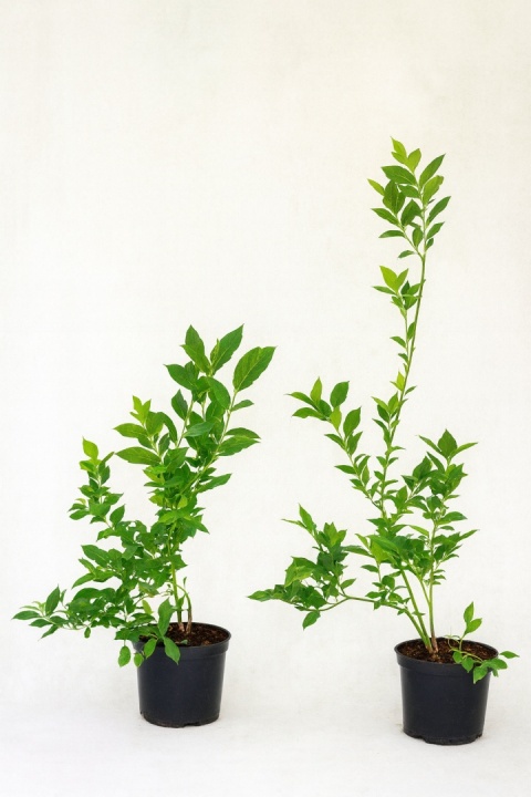 Borówka amerykańska BRIGITTA BLUE | 2-letnia | Doniczka 1,5 Litra | 45cm