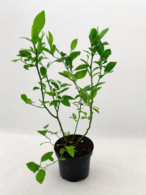 Borówka amerykańska CHANDLER | 2-letnia | Doniczka 1,5 Litra | 45cm