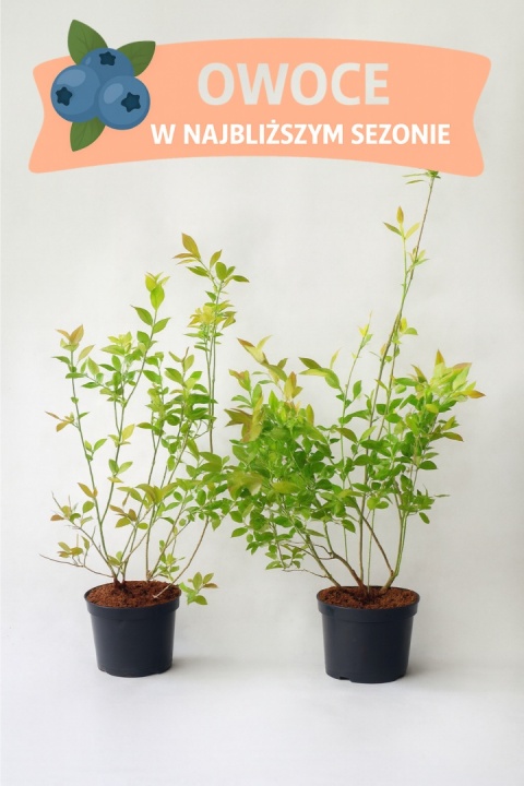 Borówka amerykańska CHANDLER | 3-letnia | Doniczka 1,5 Litra | 60cm