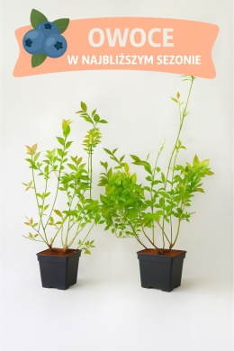 Borówka amerykańska CHANDLER | 3-letnia | Doniczka P9 0,5 Litra | 30cm