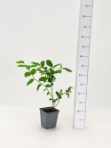 Borówka amerykańska CHANDLER | 2-letnia | Doniczka P9 0,5 Litra | 30cm