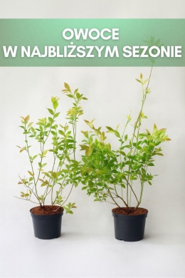 Borówka amerykańska CHANDLER | 3-letnia | Doniczka 1,5 Litra | 60cm