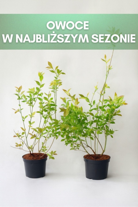 Borówka amerykańska CHANDLER | 3-letnia | Doniczka 2 Litry | 70cm