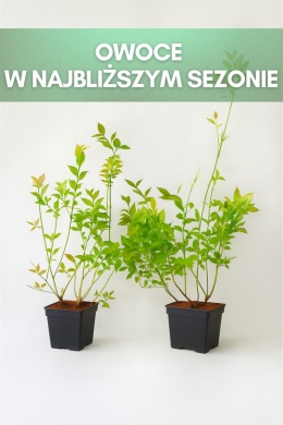 Borówka amerykańska CHANDLER | 3-letnia | Doniczka P9 0,5 Litra | 30cm