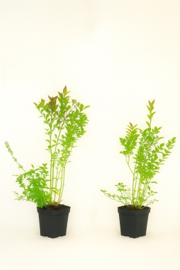 Borówka amerykańska DARROW | 2-letnia | Doniczka P9 0,5 Litra | 30cm