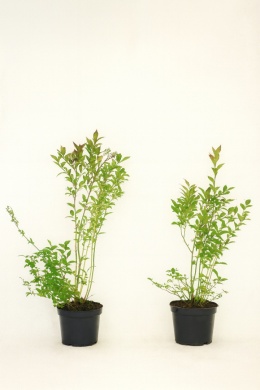 Borówka amerykańska DARROW | 2-letnia | Doniczka 1,5 Litra | 45cm