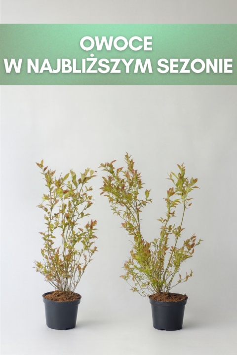 Borówka amerykańska DARROW | 3-letnia | Doniczka 1,5 Litra | 60cm