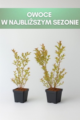 Borówka amerykańska DARROW | 3-letnia | Doniczka P9 0,5 Litra | 45cm