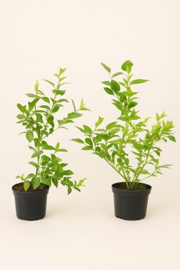 Borówka amerykańska DUKE | 2 letnia | Doniczka 1,5 Litra | 45cm