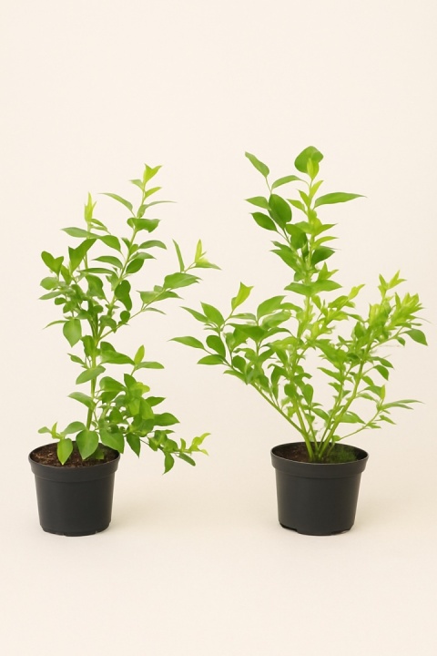 Borówka amerykańska DUKE | 2 letnia | Doniczka 1,5 Litra | 45cm