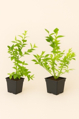 Borówka amerykańska DUKE | 2 letnia | Doniczka P9 0,5 Litra | 30cm