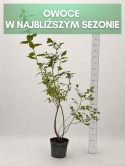 Borówka amerykańska DUKE | 3 letnia | Doniczka 1,5 Litra | 60cm