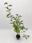 Borówka amerykańska DUKE | 3 letnia | Doniczka 1,5 Litra | 60cm