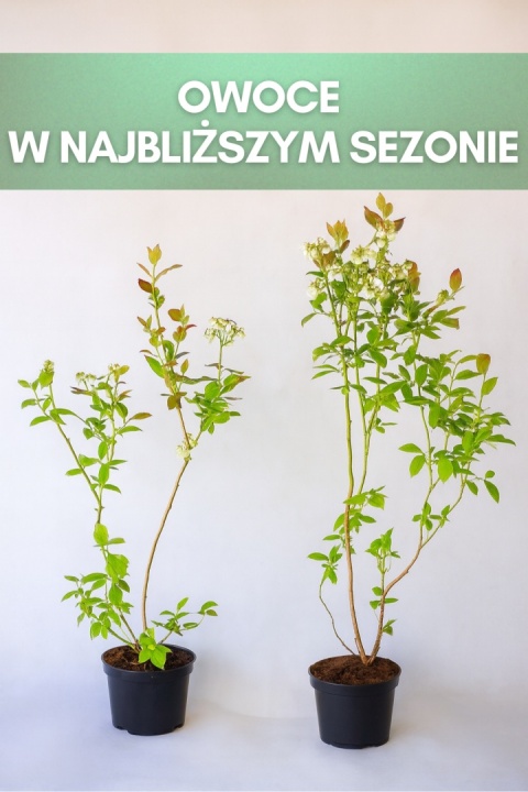 Borówka amerykańska DUKE | 3 letnia | Doniczka 2 Litry | 70cm