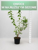 Borówka amerykańska DUKE | 3 letnia | Doniczka 2 Litry | 70cm