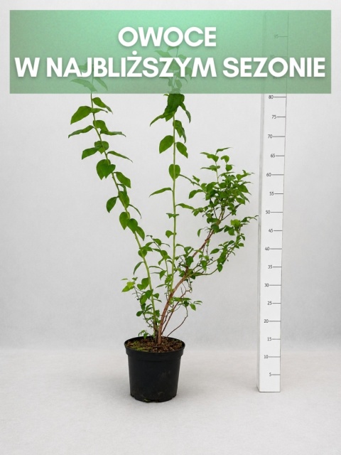 Borówka amerykańska DUKE | 3 letnia | Doniczka 2 Litry | 70cm