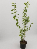 Borówka amerykańska DUKE | 3 letnia | Doniczka 2 Litry | 70cm
